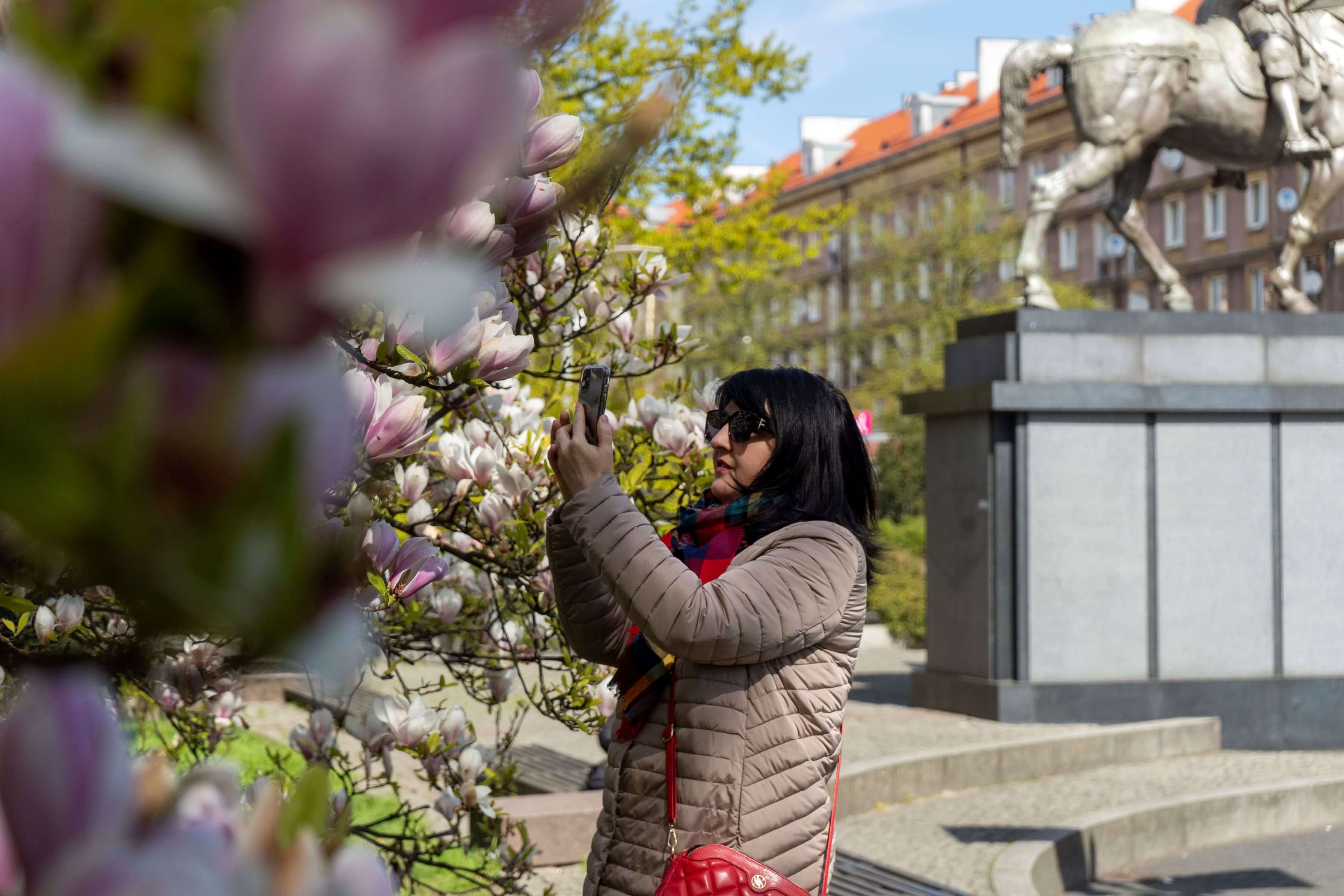 Spacer szlakiem magnolii